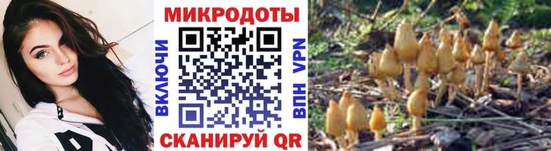 Псилоцибиновые грибы Psilocybe Чудово